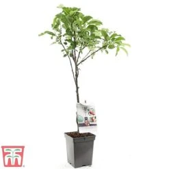 Apple Duo Patio Fruit Trees -Eden Yard Zone apple2