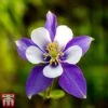 Aquilegia 'Blue Star' 1 Aquilegia 'Blue Star' -Eden Yard Zone aqui blues