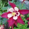 Aquilegia 'Crimson Star' -Eden Yard Zone aqui crims
