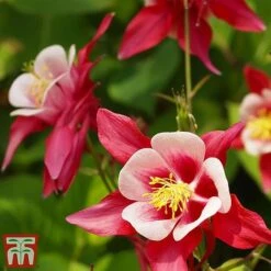Aquilegia 'Red Star'