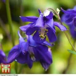 Aquilegia Vulgaris -Eden Yard Zone aqui vul