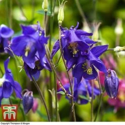 Aquilegia Vulgaris -Eden Yard Zone aqui vulg