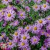 Aster 'Barbados' (Island Series) 2 Aster 'Barbados' (Island Series) -Eden Yard Zone aster1