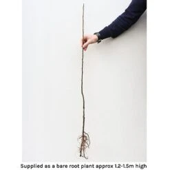 Cherry 'Stella' Bare Root -Eden Yard Zone bare root