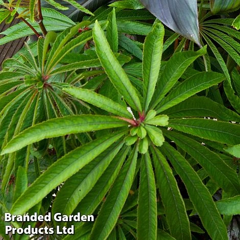 Begonia Luxurians 4 Begonia Luxurians - Image 2