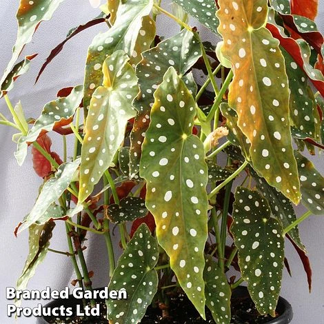 Begonia Maculata 'Wightii' 3 Begonia Maculata 'Wightii'