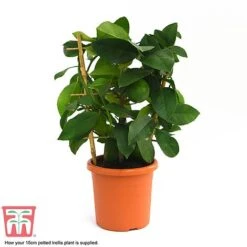Calamondin Orange - Citrus -Eden Yard Zone calamon supplied
