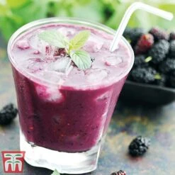 Mulberry 'Charlotte Russe' (Mojo Berry) 16 Mulberry 'Charlotte Russe' (Mojo Berry) -Eden Yard Zone charl