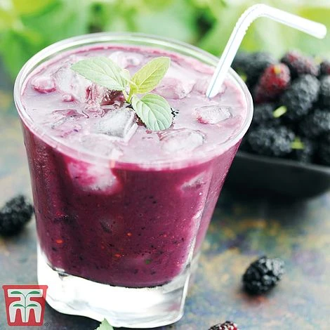 Mulberry 'Charlotte Russe' (Mojo Berry) 9 Mulberry 'Charlotte Russe' (Mojo Berry) - Image 7