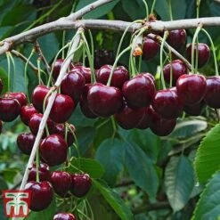 Cherry Patio Duo 'Hedelfinger & Dubbele Meikers' -Eden Yard Zone cherry 1