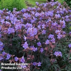 Geranium 'Storm Cloud' -Eden Yard Zone gera storm