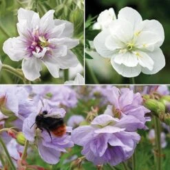 Geranium Doubles Hardy Collection -Eden Yard Zone gera trio NOW3