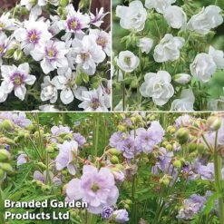 Geranium Doubles Hardy Collection -Eden Yard Zone gera trio2