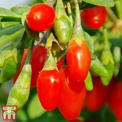 Eden Yard Zone -Eden Yard Zone goji