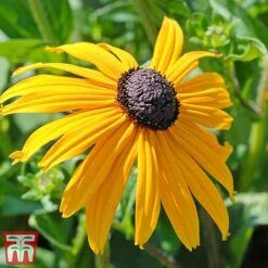 Rudbeckia Fulgida Var Sullivantii 'Goldsturm' -Eden Yard Zone goldstruck