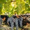 Grape 'Duo Mix' -Eden Yard Zone grape duo