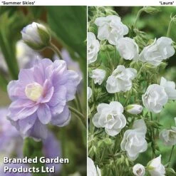 Geranium Hardy Duo 7 Geranium Hardy Duo -Eden Yard Zone hardy duo