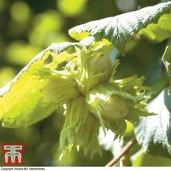 Truffle Tree - Hazel Kentish Cob -Eden Yard Zone haze kent