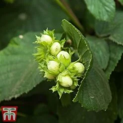Truffle Tree - Hazel Kentish Cob -Eden Yard Zone haze kent3