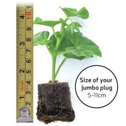 Echinacea 'Sunseekers Salmon' -Eden Yard Zone jumboplugsize30