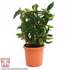 Kumquat - Citrus -Eden Yard Zone kumquat supplied
