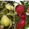 Apple & Pear Duo -Eden Yard Zone malus tduo