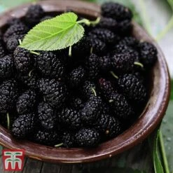 Mulberry 'Charlotte Russe' (Mojo Berry) 12 Mulberry 'Charlotte Russe' (Mojo Berry) -Eden Yard Zone mulb