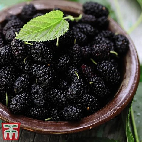 Mulberry 'Charlotte Russe' (Mojo Berry) 5 Mulberry 'Charlotte Russe' (Mojo Berry) - Image 3