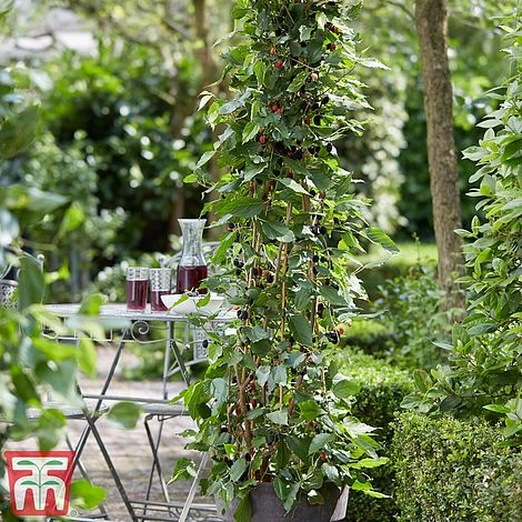 Mulberry 'Charlotte Russe' (Mojo Berry) 3 Mulberry 'Charlotte Russe' (Mojo Berry)