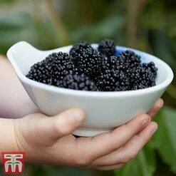 Mulberry 'Charlotte Russe' (Mojo Berry) 14 Mulberry 'Charlotte Russe' (Mojo Berry) -Eden Yard Zone mulberry mojo 3