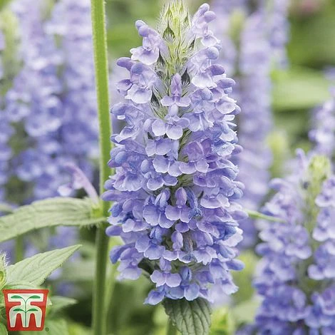 Nepeta Nervosa 'Blue Moon' 3 Nepeta Nervosa 'Blue Moon'