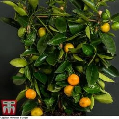 Calamondin Orange - Citrus -Eden Yard Zone orange trellis3