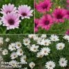 Hardy Osteospermum Collection