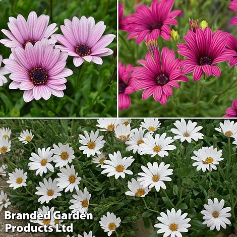 Hardy Osteospermum Collection 3 Hardy Osteospermum Collection