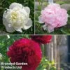 Peony Double Collection 1 Peony Double Collection -Eden Yard Zone peony trio
