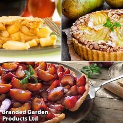 Mini Orchard Trio -Eden Yard Zone pie2