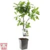 Plum Duo Patio Fruit Trees -Eden Yard Zone plum21