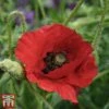 Poppy 'Brilliant' -Eden Yard Zone poppy brill
