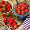 Nurserymans Choice Strawberry -Eden Yard Zone strawberry