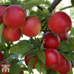 Apple & Pear Duo -Eden Yard Zone tapple