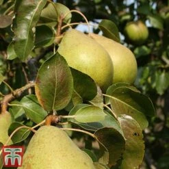 Apple & Pear Duo -Eden Yard Zone tpear