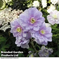 Geranium Hardy Duo 8 Geranium Hardy Duo -Eden Yard Zone trio 1