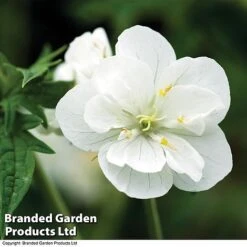 Geranium Hardy Trio 9 Geranium Hardy Trio -Eden Yard Zone trio 31