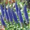 Veronica Spicata 'Royal Candles' 1 Veronica Spicata 'Royal Candles' -Eden Yard Zone veroni