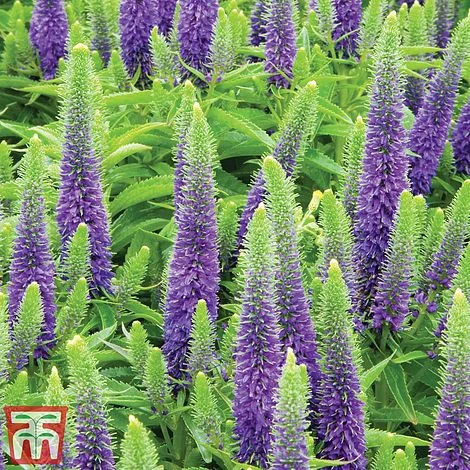 Veronica Spicata 'Royal Candles' 5 Veronica Spicata 'Royal Candles' - Image 3