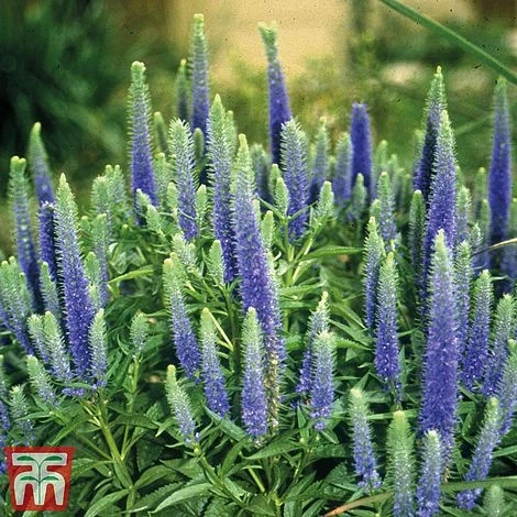 Veronica Spicata 'Royal Candles' 6 Veronica Spicata 'Royal Candles' - Image 4