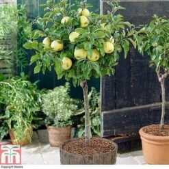 Fruit Tree Collection (Mini Fruit Tree) -Eden Yard Zone z APPL T10395 A