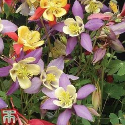 Small Best Value Perennial Collection -Eden Yard Zone z AQUI T74426 B13