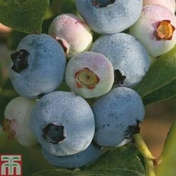 Blueberry 'Full Season Collection' -Eden Yard Zone z BLUE CWW3179 A h