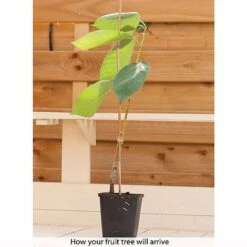 Cherry & Plum Duo (Mini Fruit Trees) -Eden Yard Zone z CHER T10442 B h